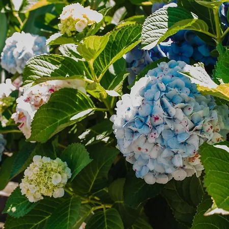 Villa Ocean View Retreat Quinta Do Sol