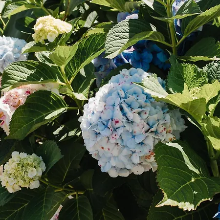 Villa Ocean View Retreat Quinta Do Sol Rabo de Peixe