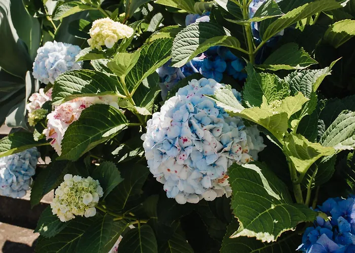 Vila Ocean View Retreat Quinta Do Sol Rabo de Peixe